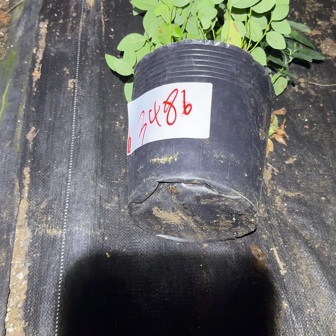 用****6大钵f6一物一拍3486