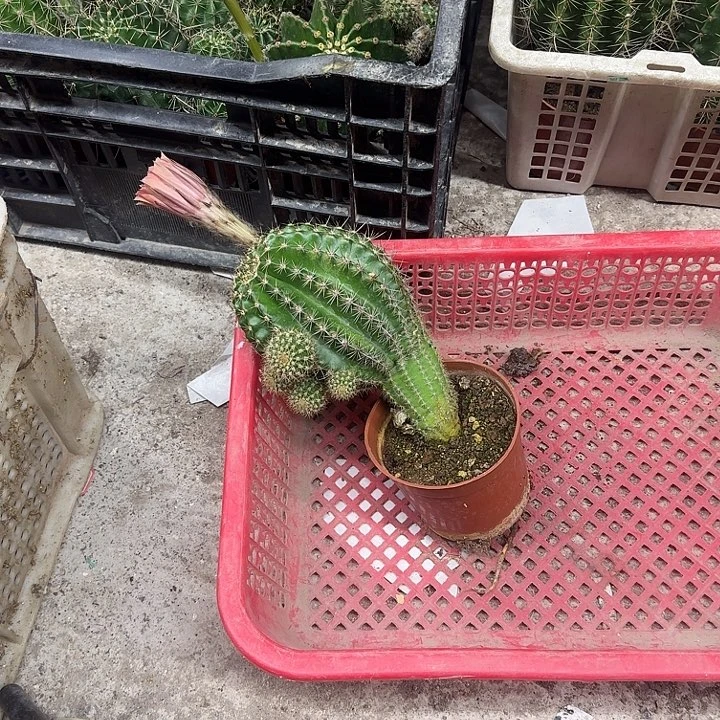 黎***涩无花朵彩草哈哈哈哈哈哈哈