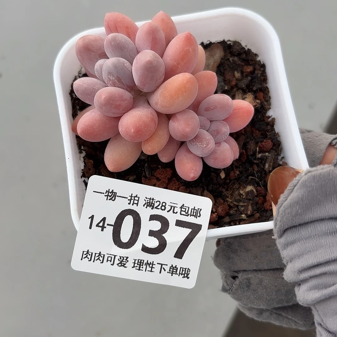 汤圆无盆土发货无盆