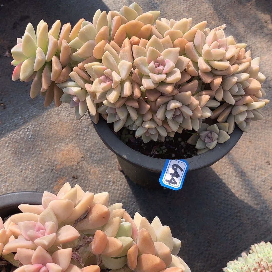 644淡雪缀 一物一拍多肉