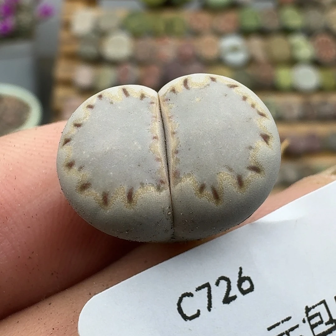 726多肉哈哈哈哈哈哈哈