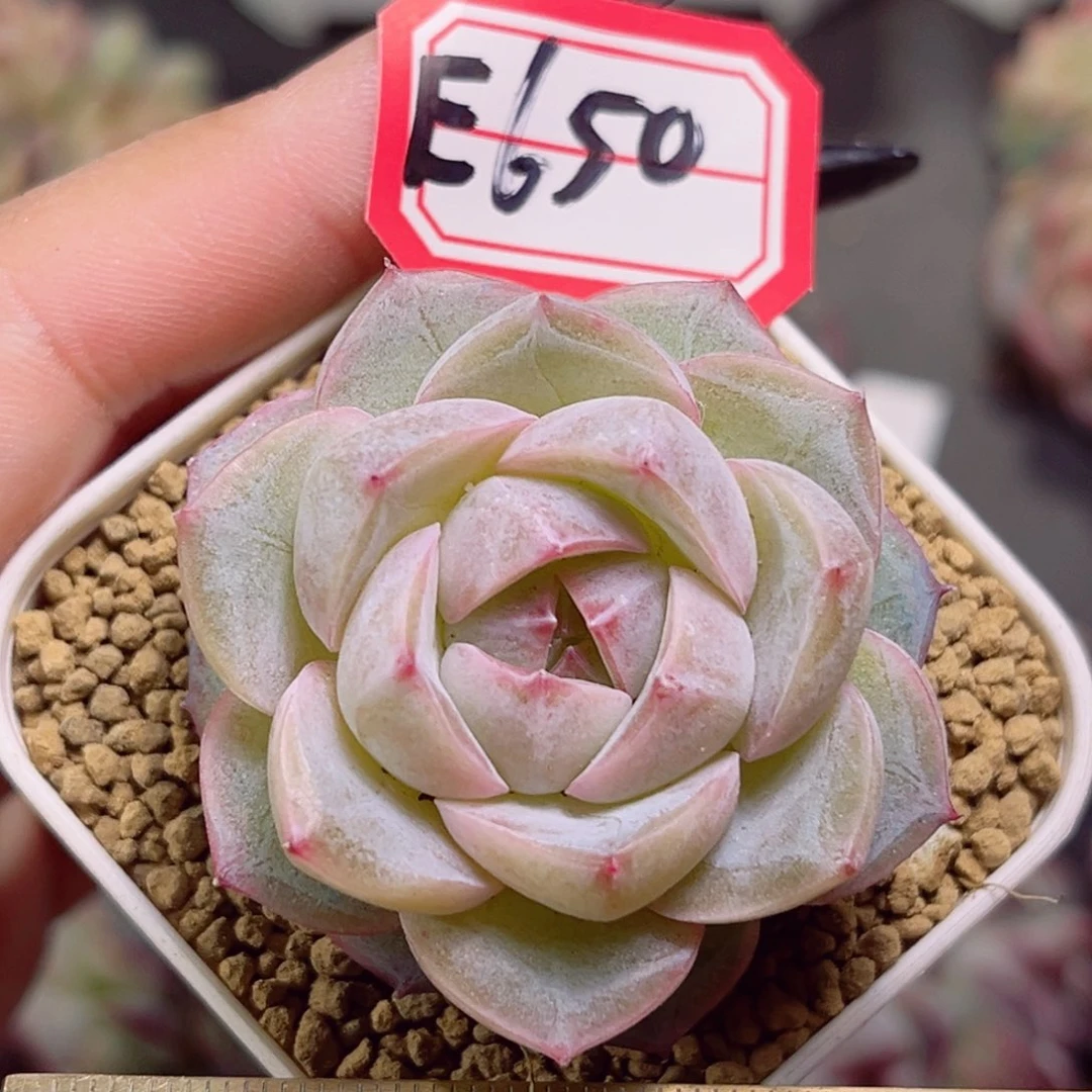 E650 一物一拍 白日梦