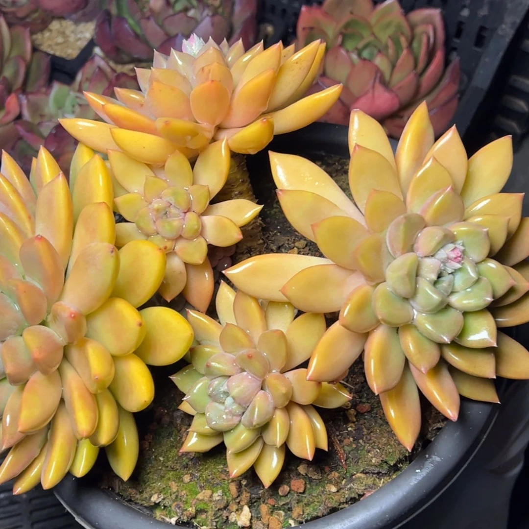 【闪购商品】红象牙多肉128