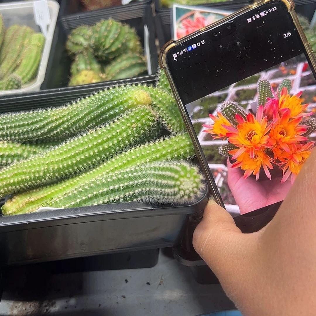 日落吕根岛白檀属仙人球满18包邮