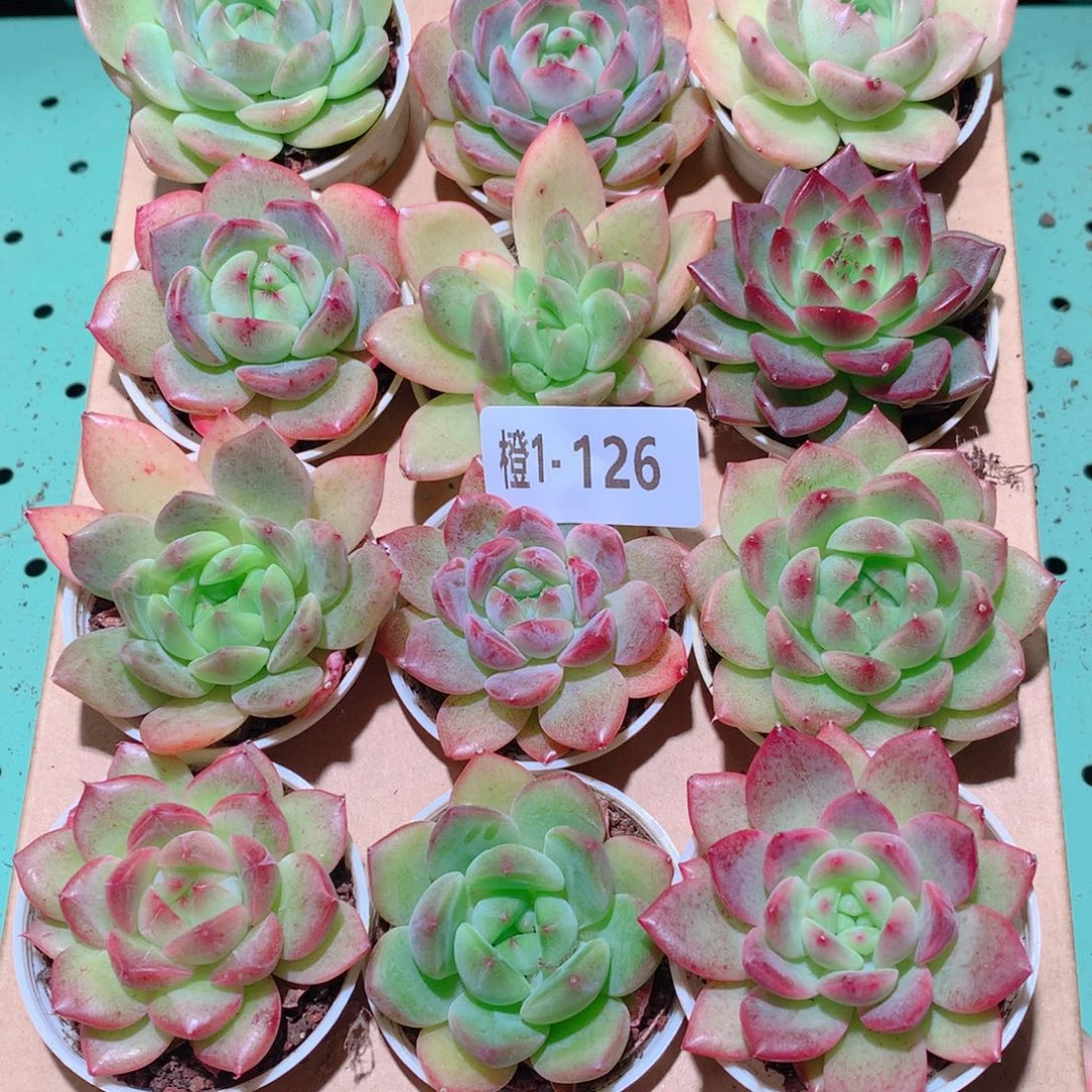 1-126一物一拍多肉带盆18颗