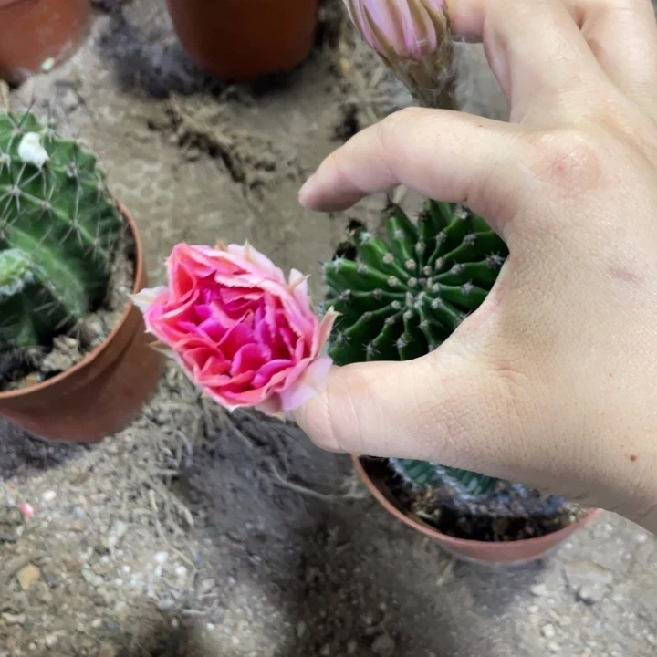 *****实生彩草摘花脱土