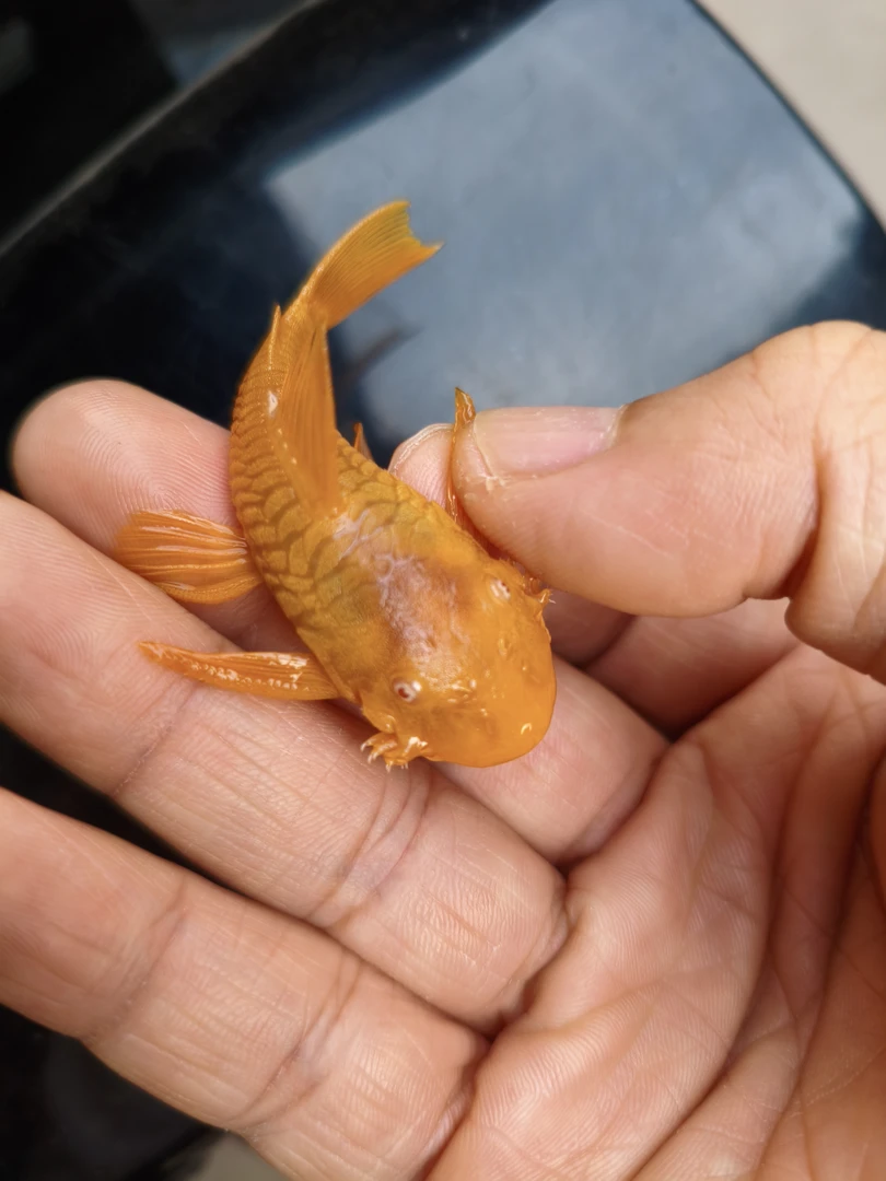 黄金大胡子红眼蓝眼种鱼