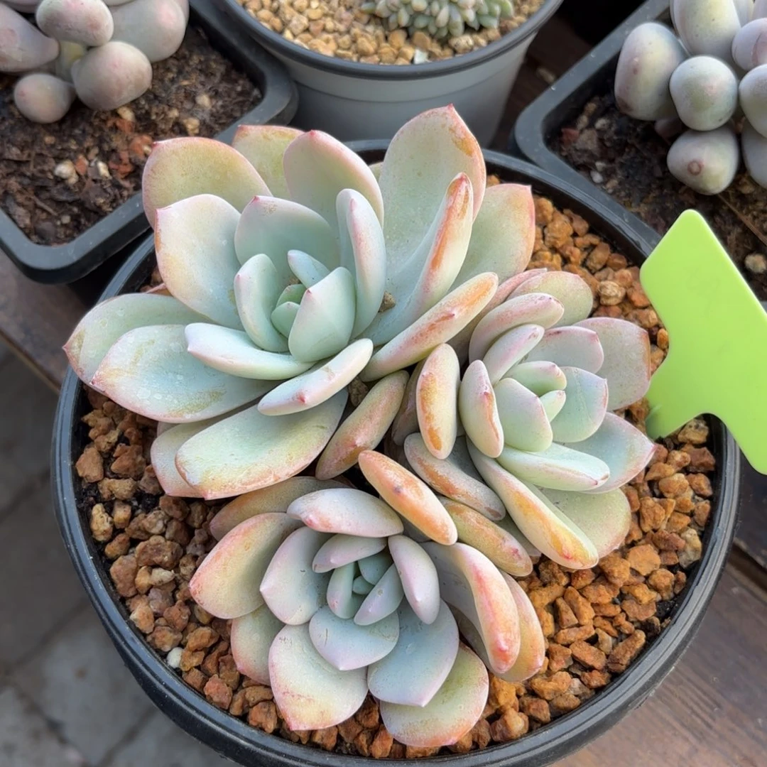 无花朵奶茶无砍大三头