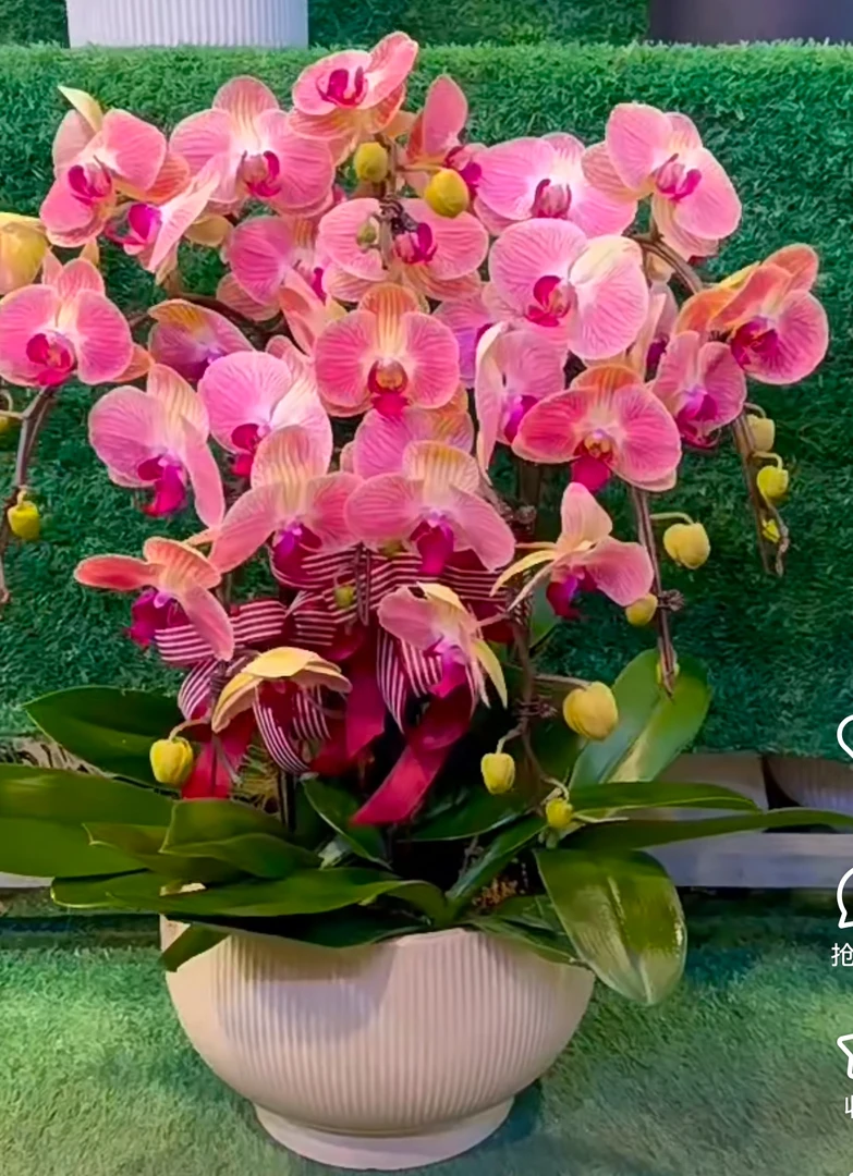 【8株和弦蝴蝶兰】带瓷盆带花带花苞沈阳同城货上门