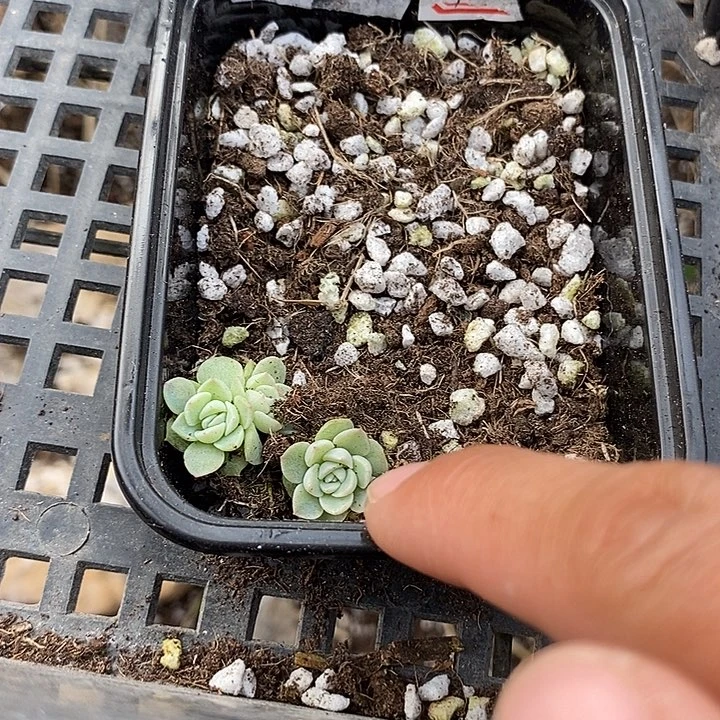 400标纸鸢穴盘2颗