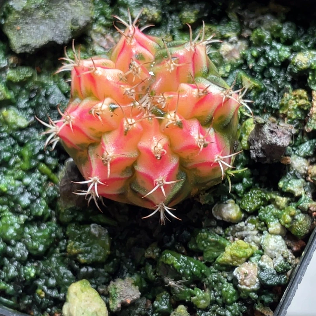 当前无花朵，栽培后可花朵粉水晶