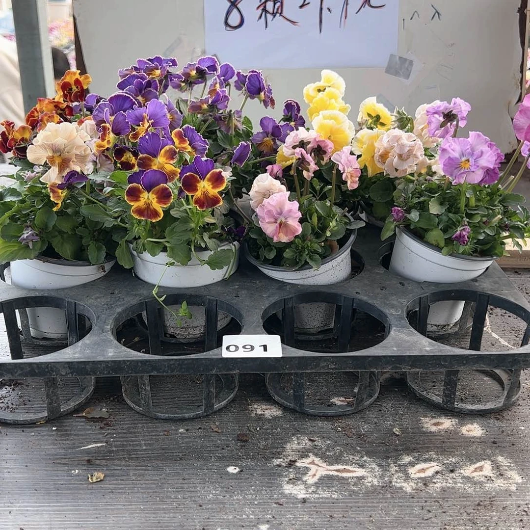 【闪购商品】091号