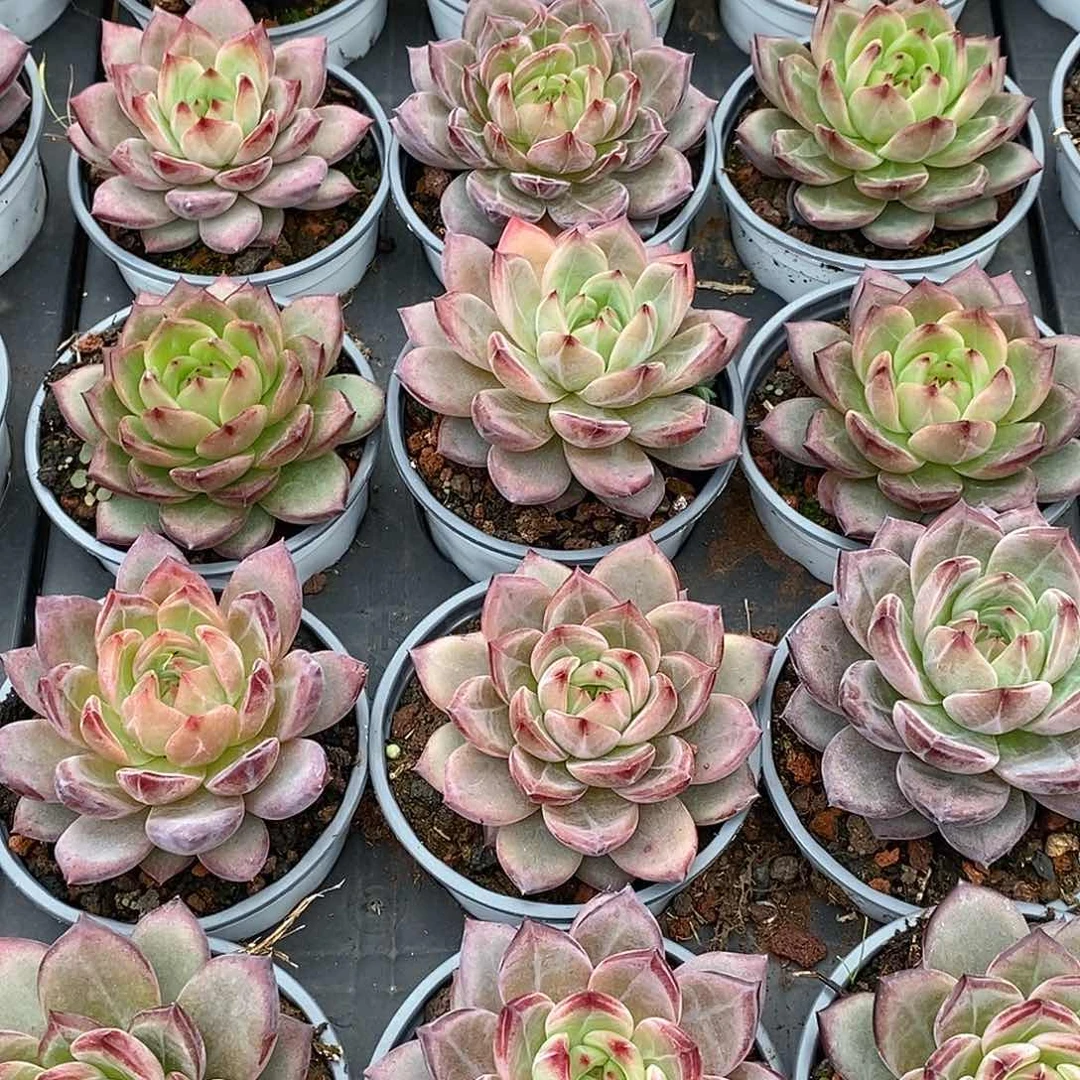 金汇园艺，团夜魔侠