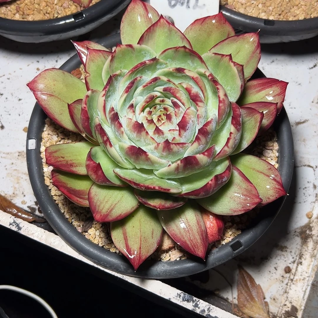 米***姐惊鸿仙子一物一拍6012号