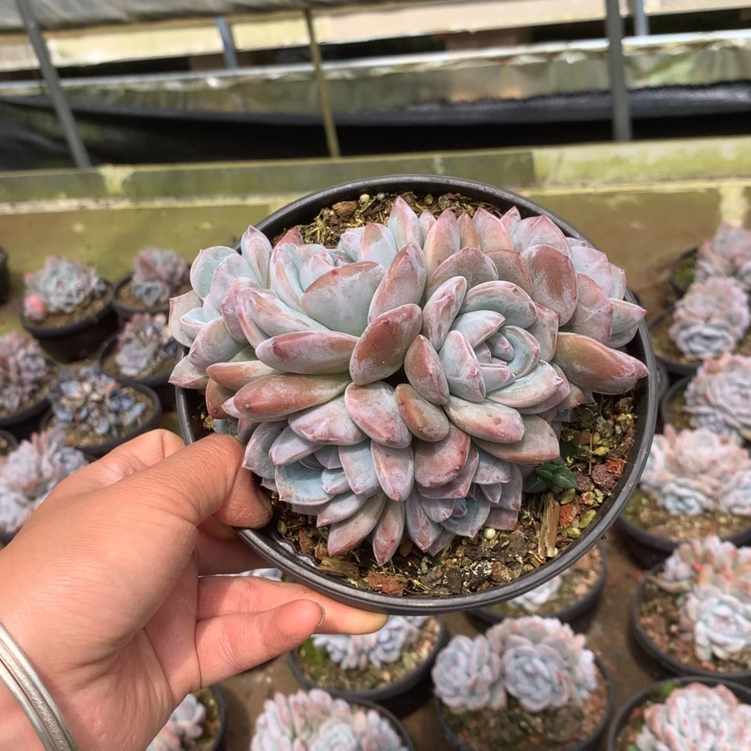 无花朵无砍哈哈哈哈哈哈哈哈哈61