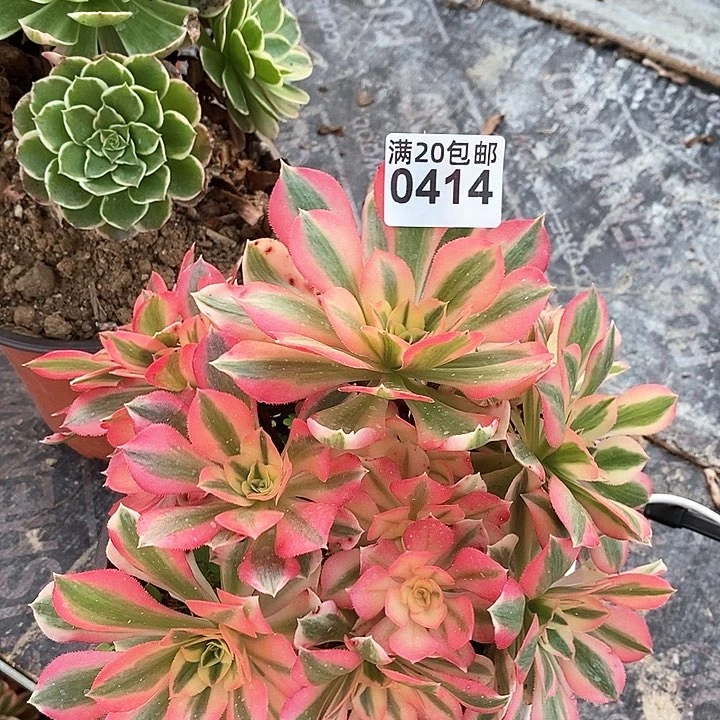 0414 一颗粉女郎法师