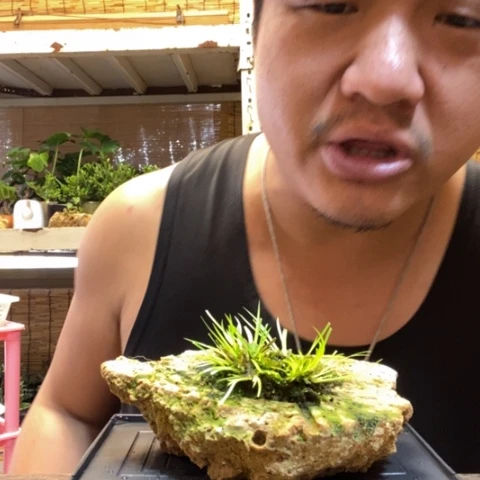 红陶一物一拍所见即所得38