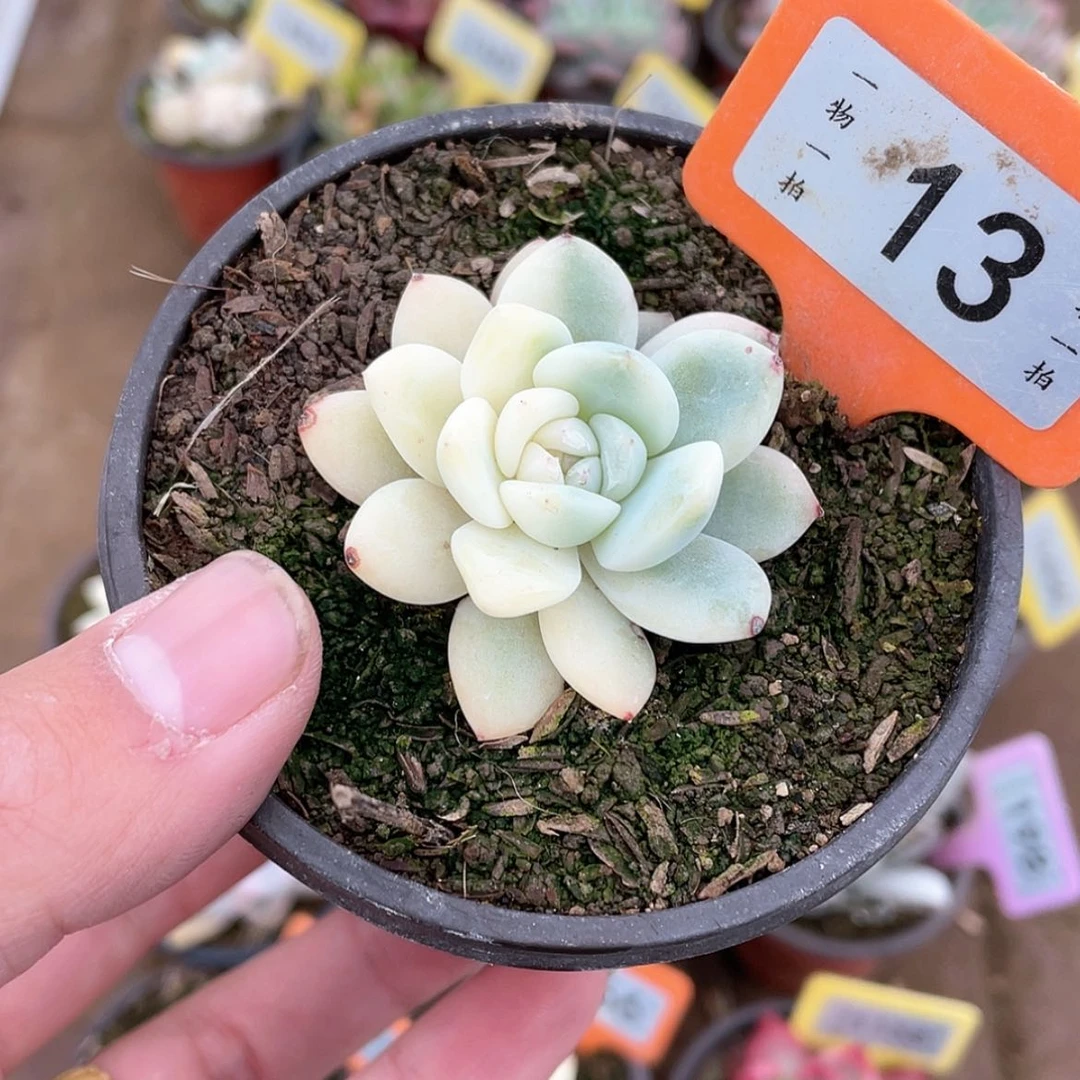 【闪购商品】13号的
