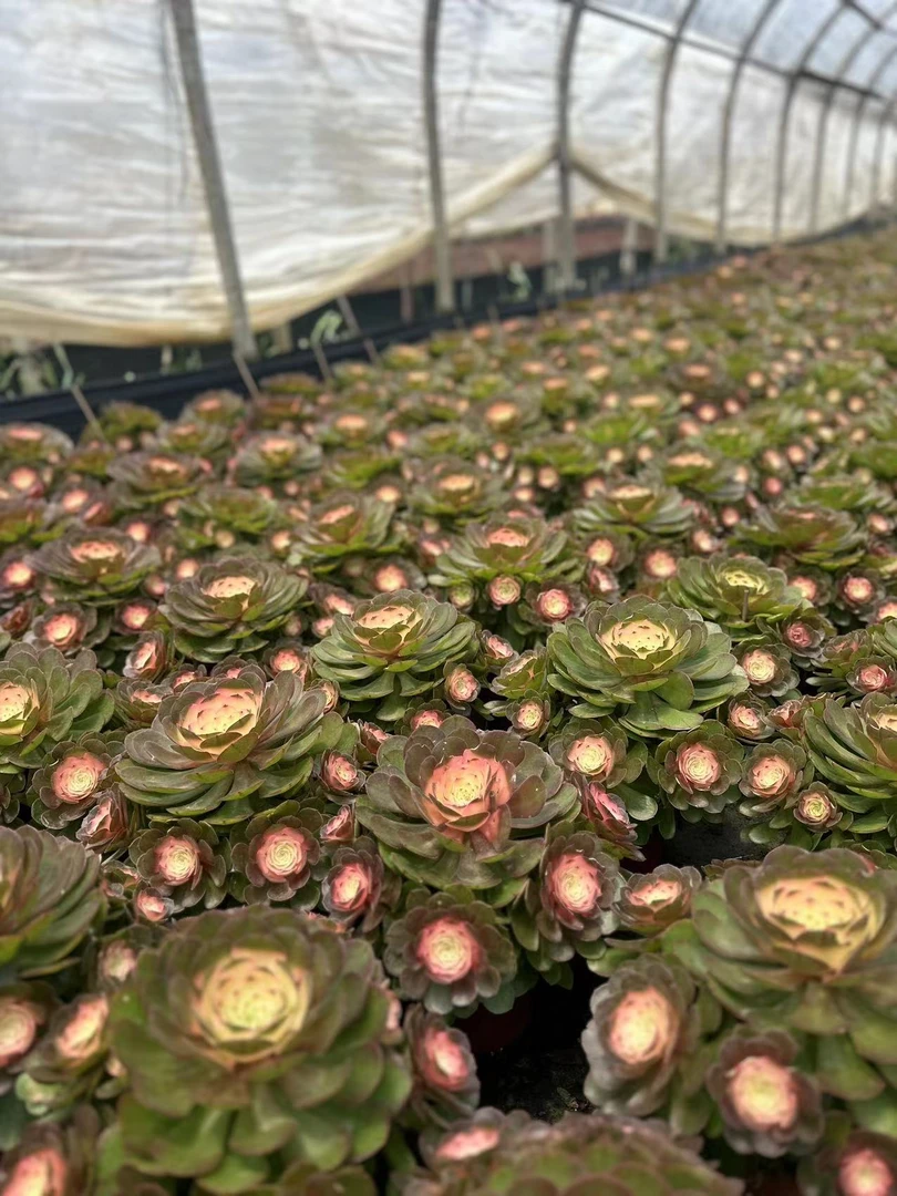 W香妃法师 喜阳耐旱 新手好养 仙 超大