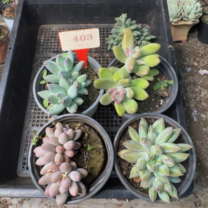 403多肉植物一物一拍