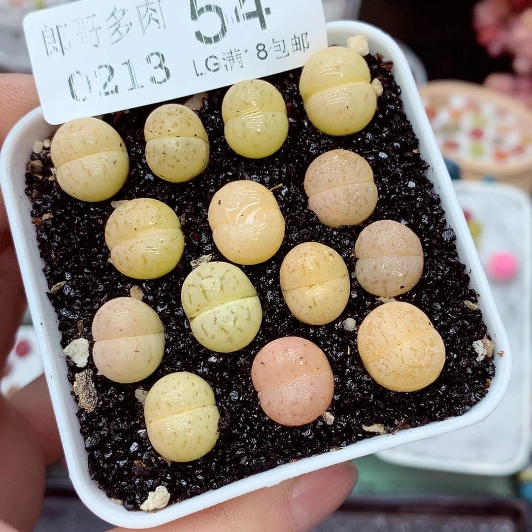 郎哥多肉生石花13-54