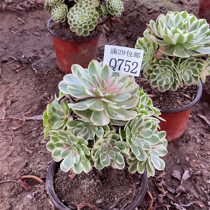 752半糖荔枝多肉植物