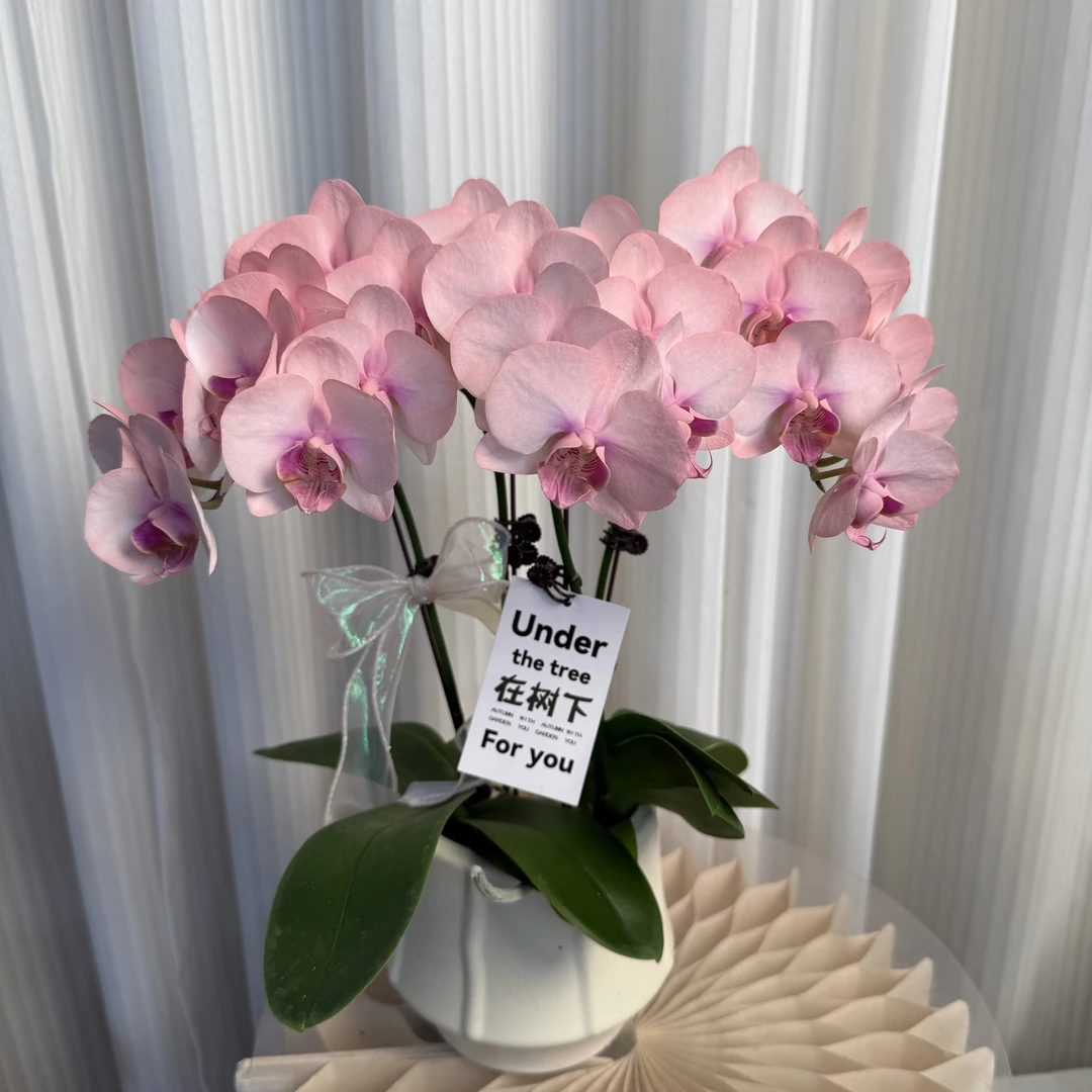 蝴蝶兰《粉公主》 植物上色 室内精品观赏 真花