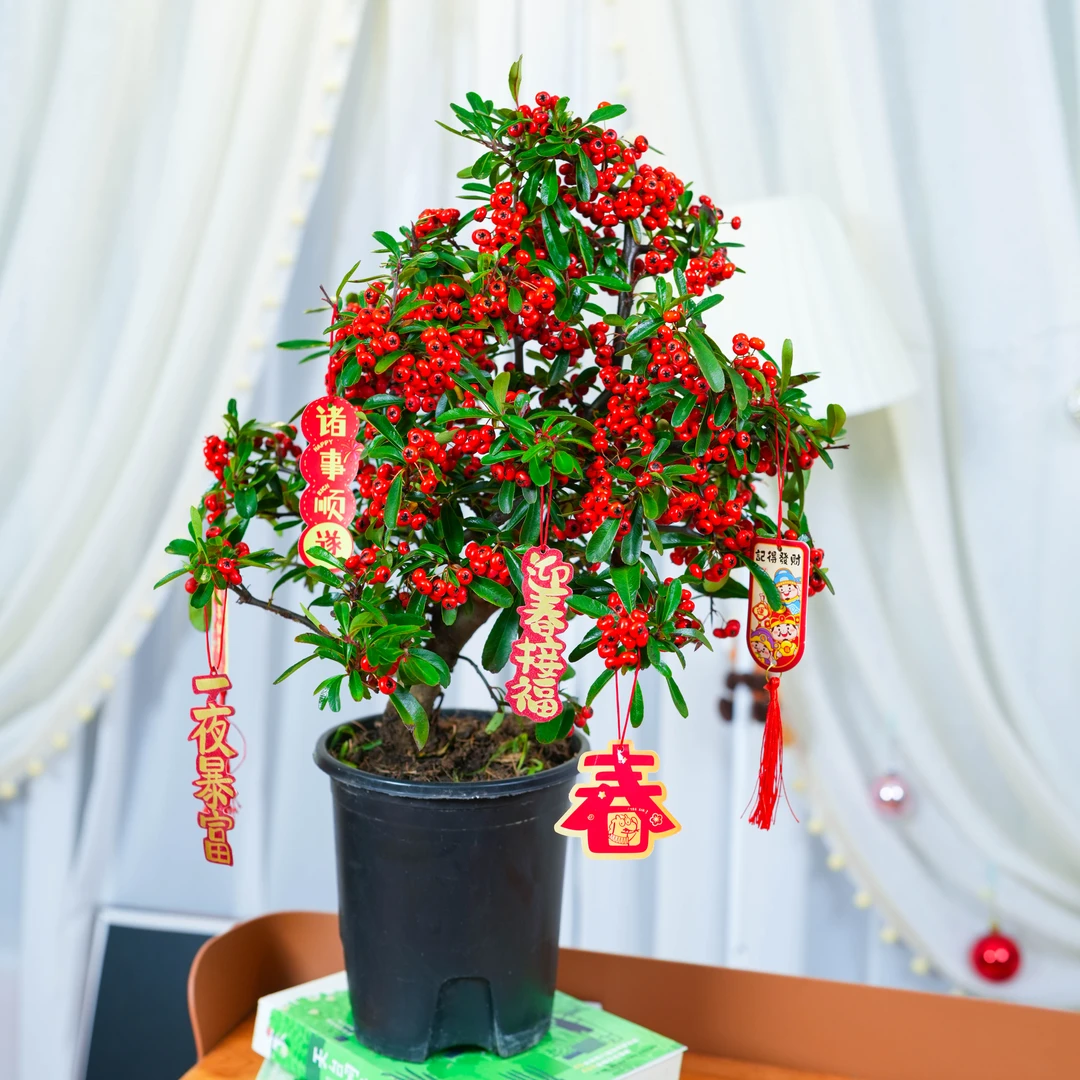 【吉祥如意】吉祥果南北方室内外四季耐寒好养观果盆景A61