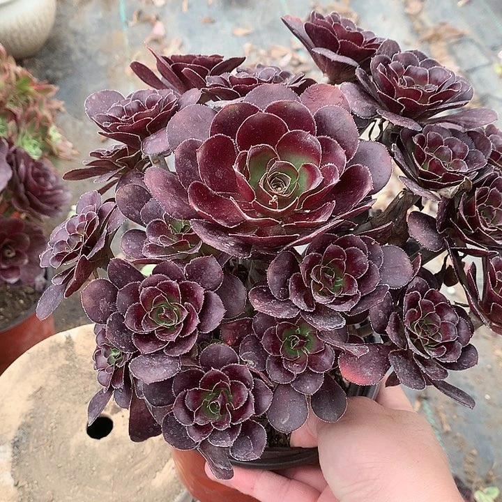 539圆叶黑法师多肉植物