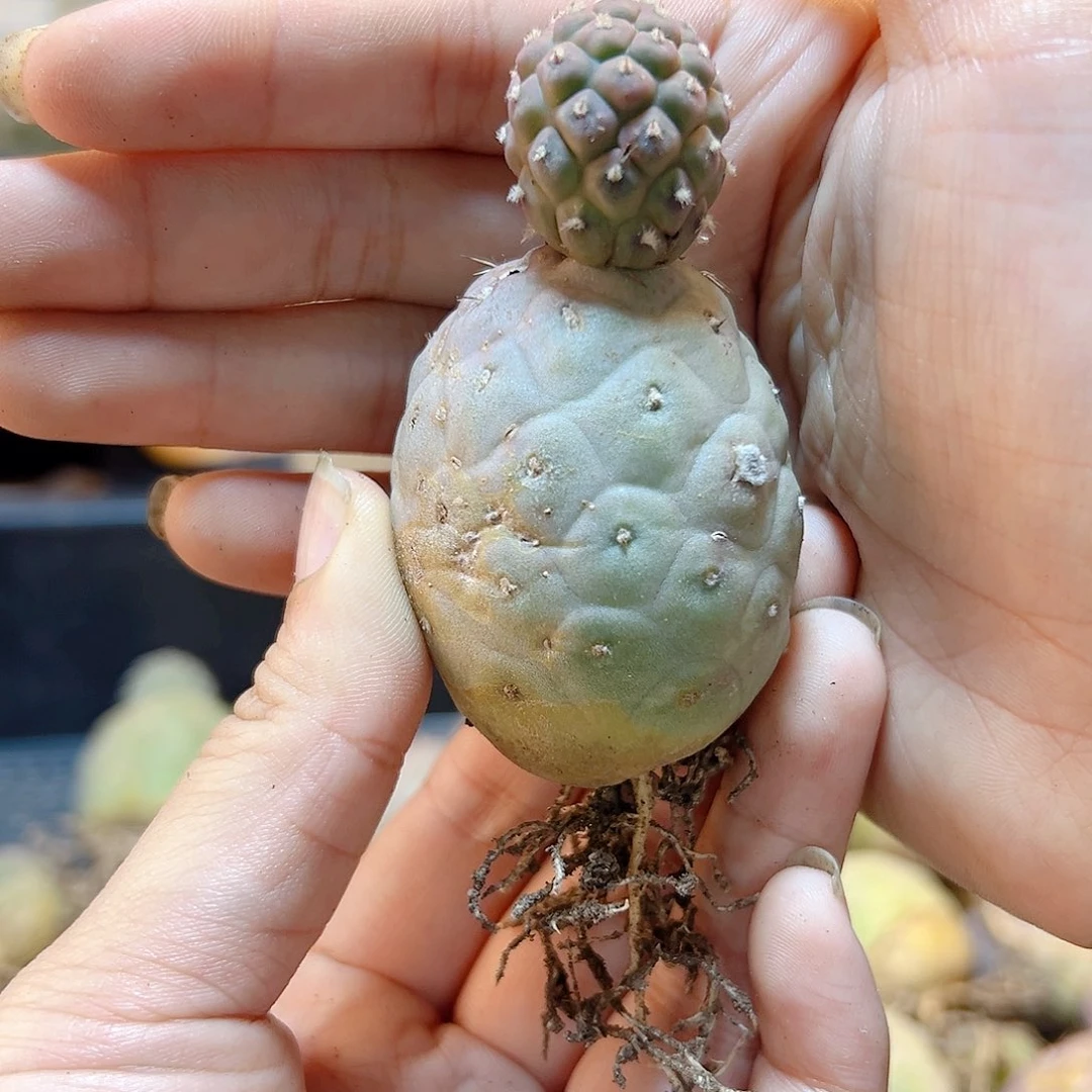 自根雪人习自野底球3.2公分