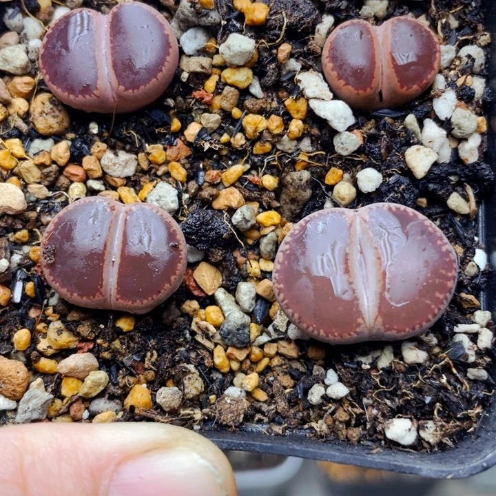 296ko比利时带盆母本