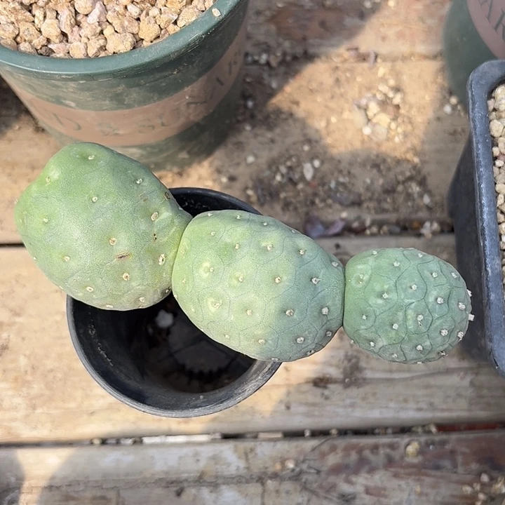 芳****三头无根糖葫芦一颗