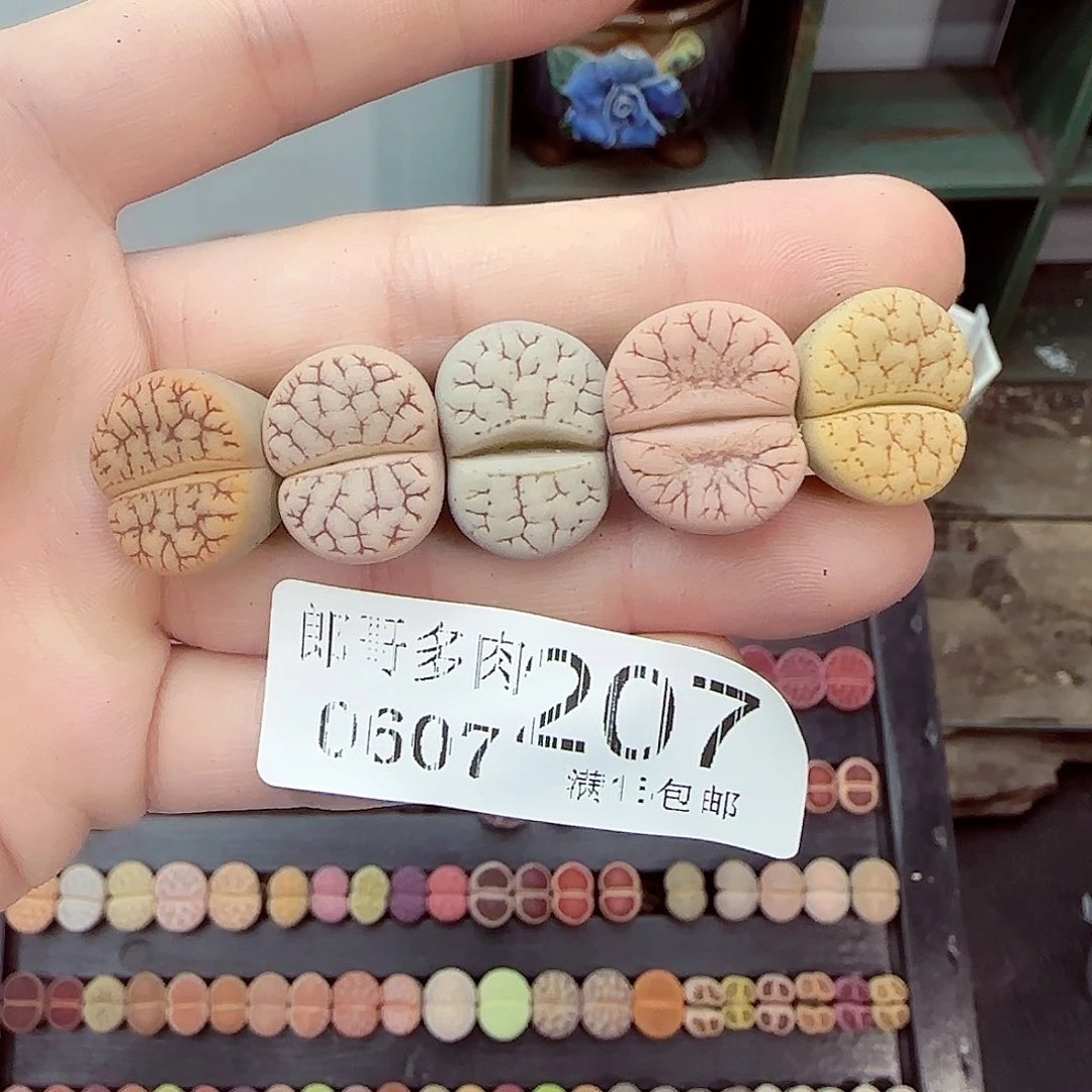 满18包邮0607-207舞岚渐变