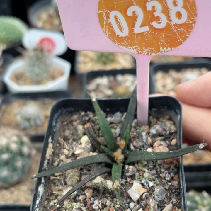 实生龙舍兰牡丹0238000000