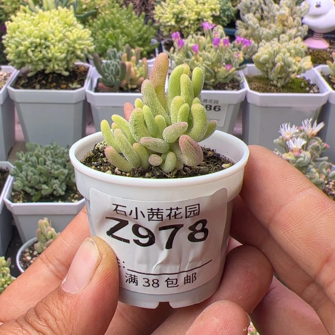 ?多肉植物枝干钻石黄锦