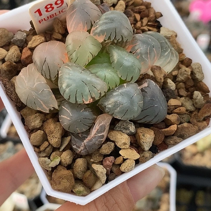 189孔明灯玉露锦一物一拍