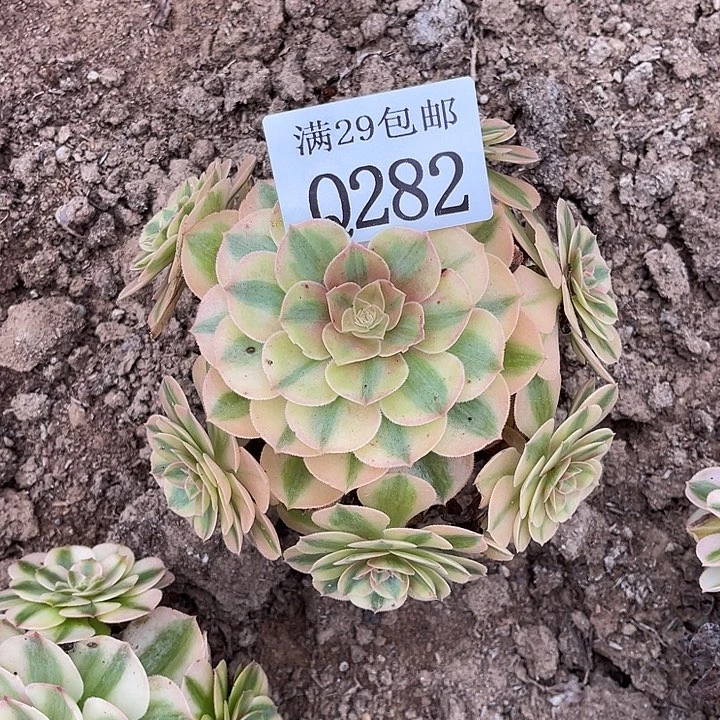 282万白多肉植物