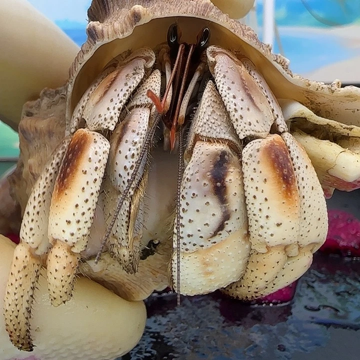 A52马岛深紫2.8cm口径