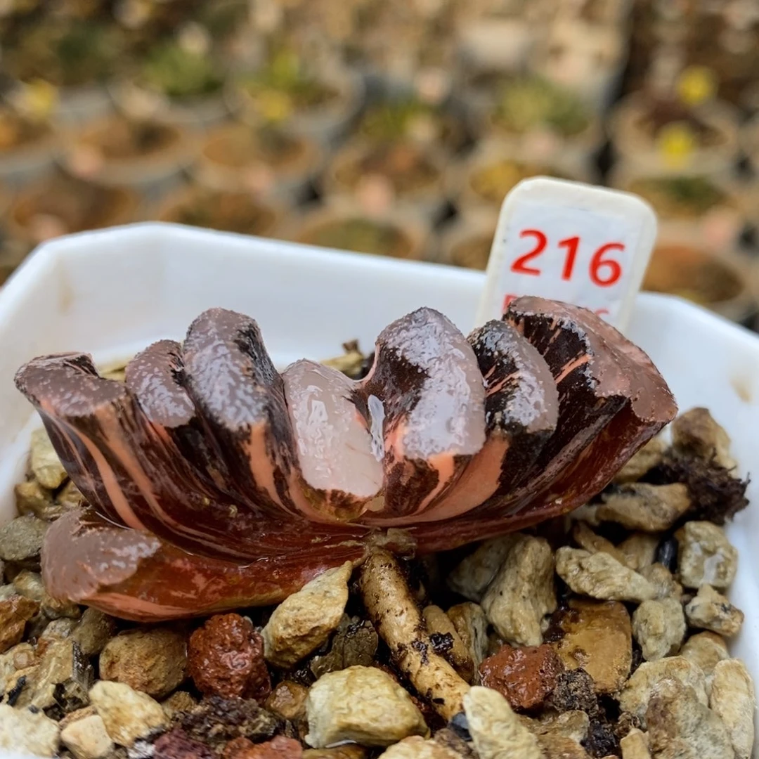 216号浮藻玉扇锦多肉