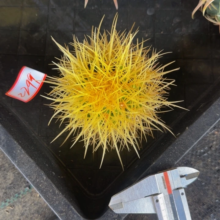 用***32299墨西哥狂刺精品小怒琥