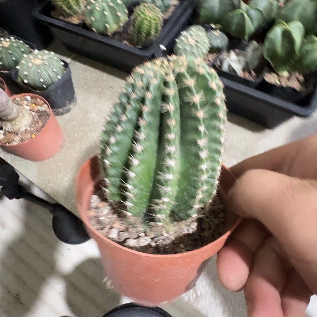 实生金刚一颗包邮