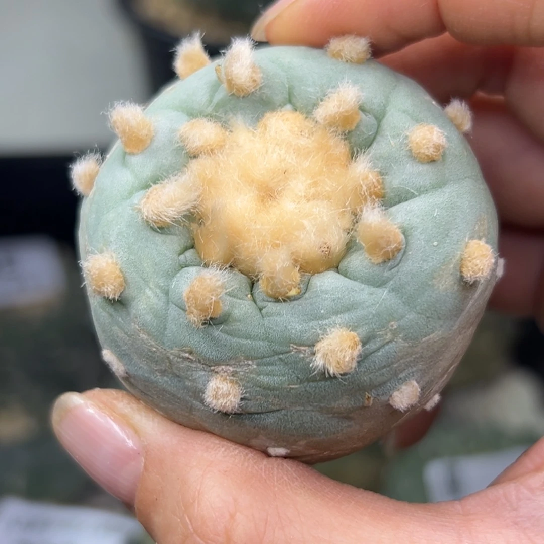 起*了401 有根 仙人球的世界里