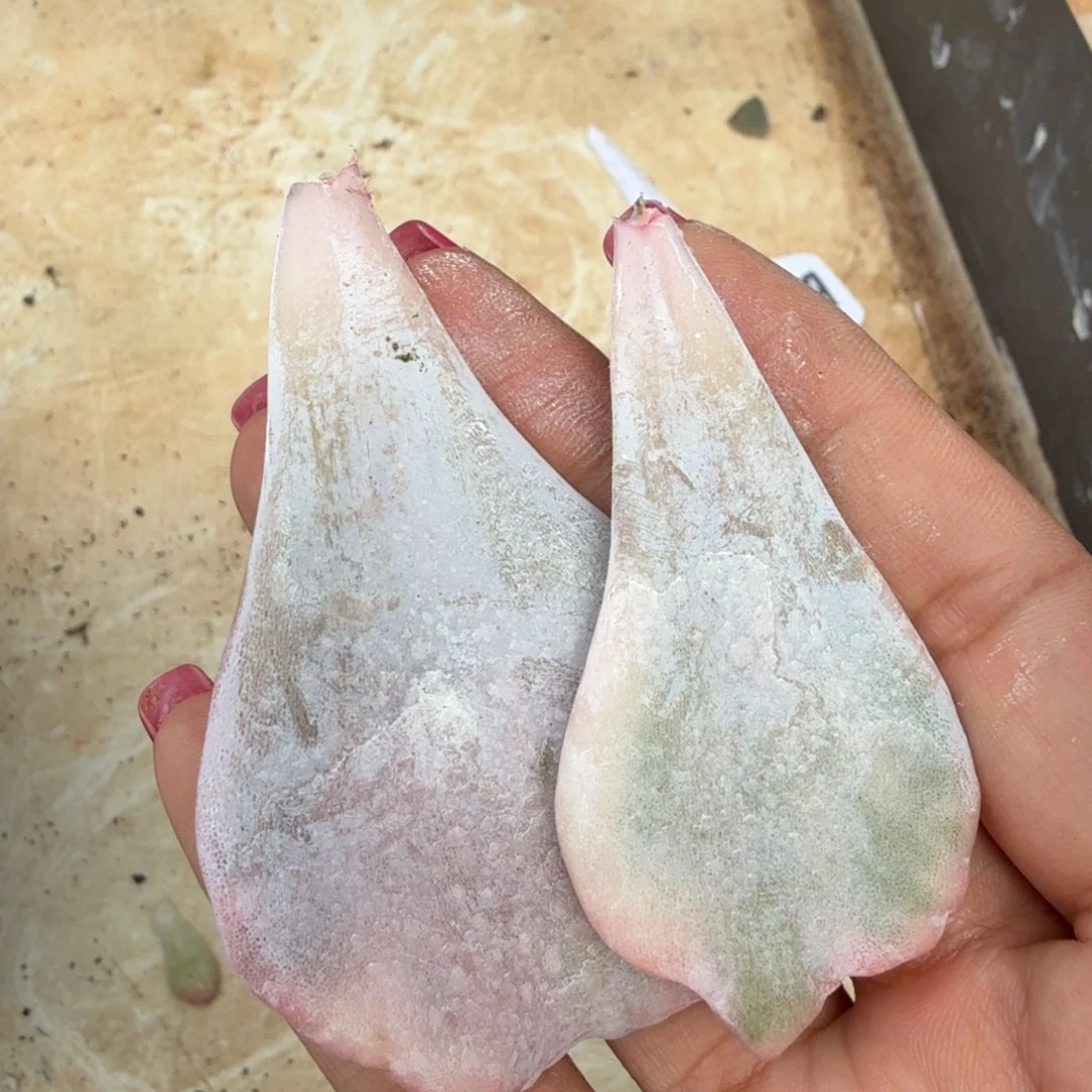 一组芭蕾舞者锦到如今