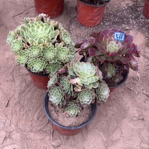 568多肉植物组合，
