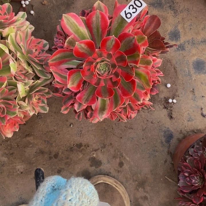 马*稳630 粉女巫带主头的