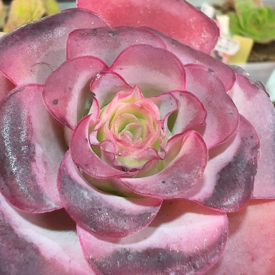 彩虹x帕美至爱 蕾丝 T520
