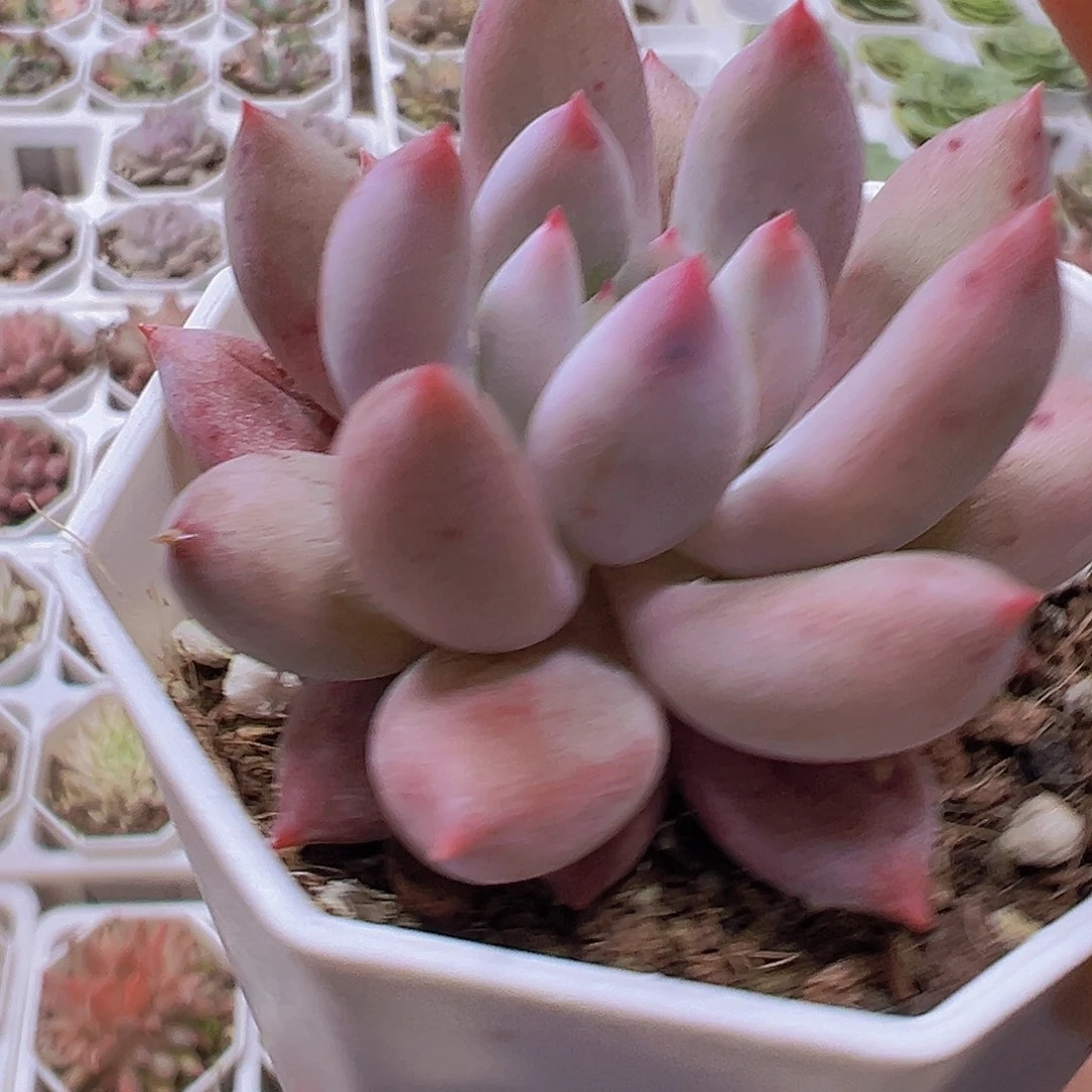 钩叶所罗门19包邮多肉