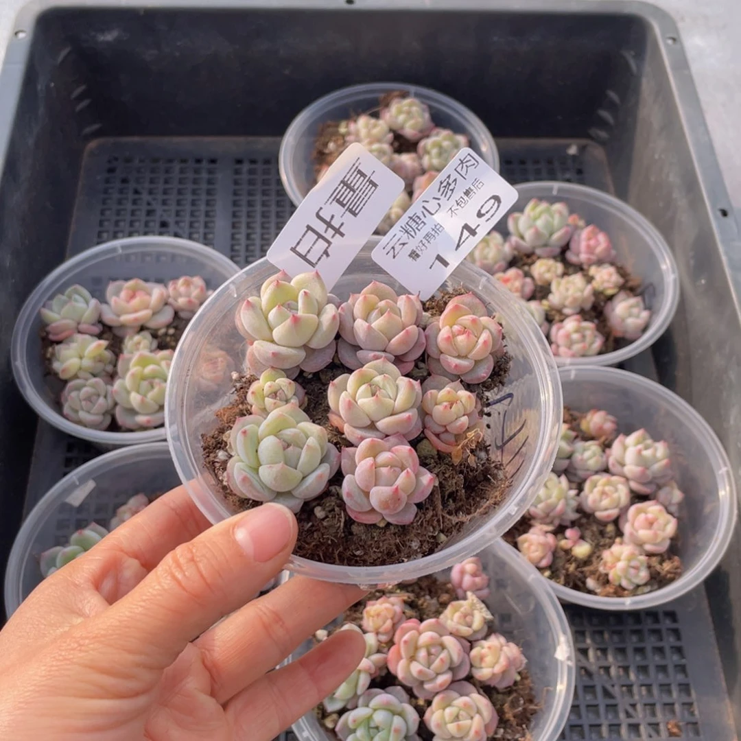 云糖心多肉植物149