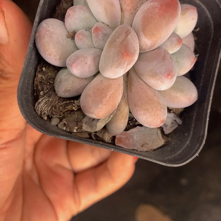 香水奶双头 （满9.99包邮不满9.99发叶子）