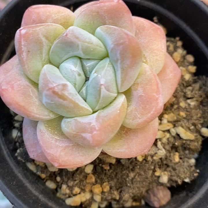 单头冰玉 到手两颗